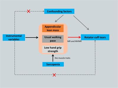 Causal relationship between sarcopenia and rotator cuff tears: a Mendelian randomization study